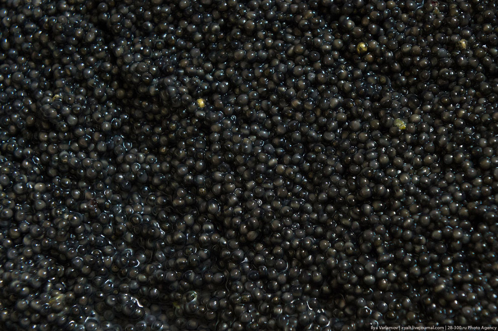 Как производят черную икру