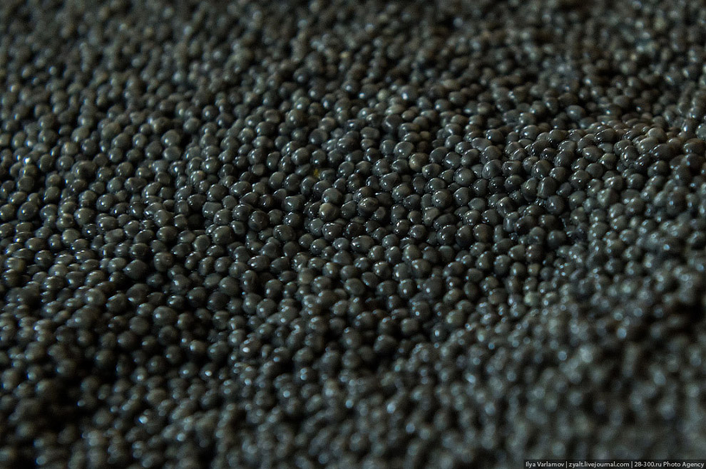 Как производят черную икру