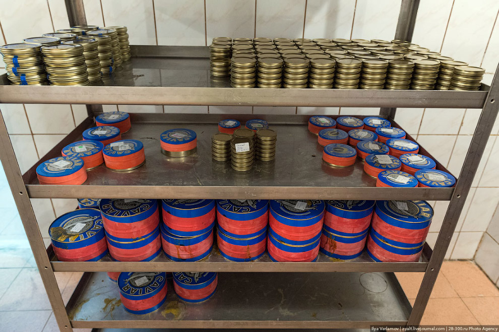 Как производят черную икру