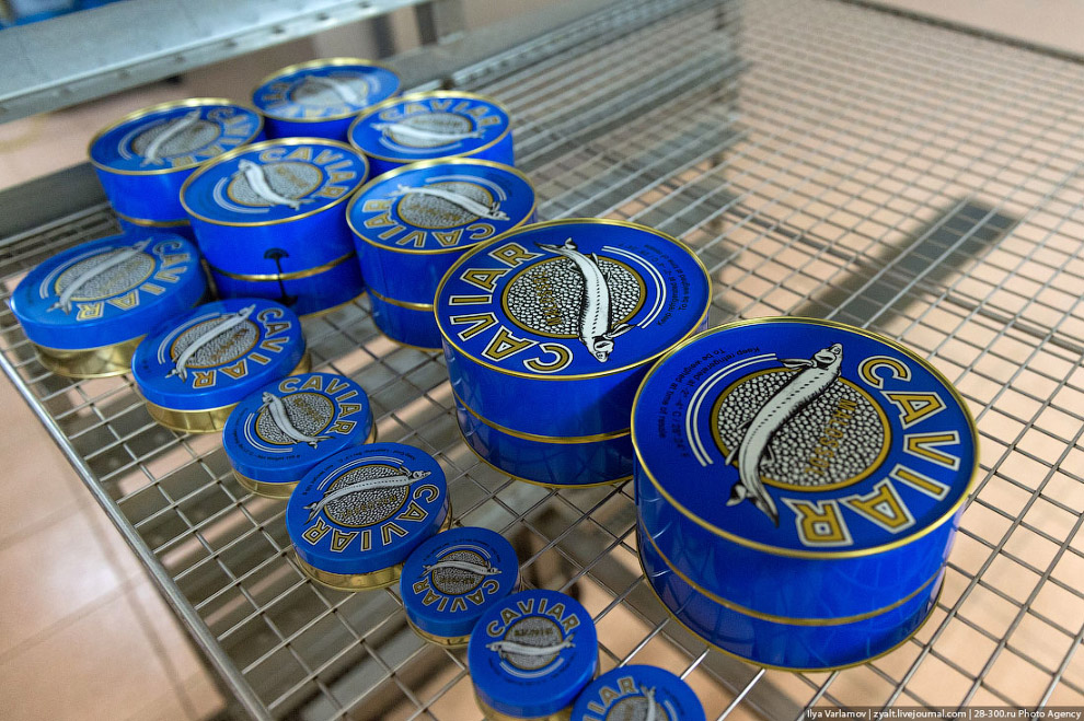 Как производят черную икру