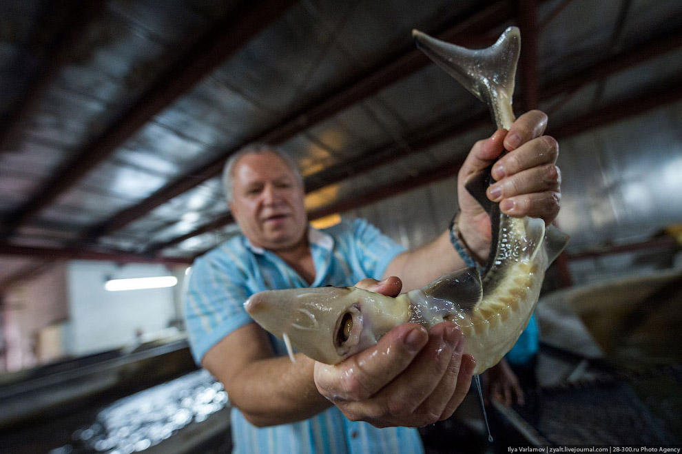 Как производят черную икру
