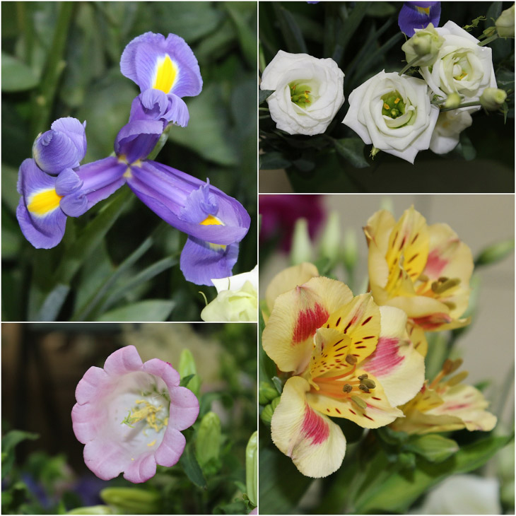 Цветы, приносящие радость! Цветы, приносящие радость!