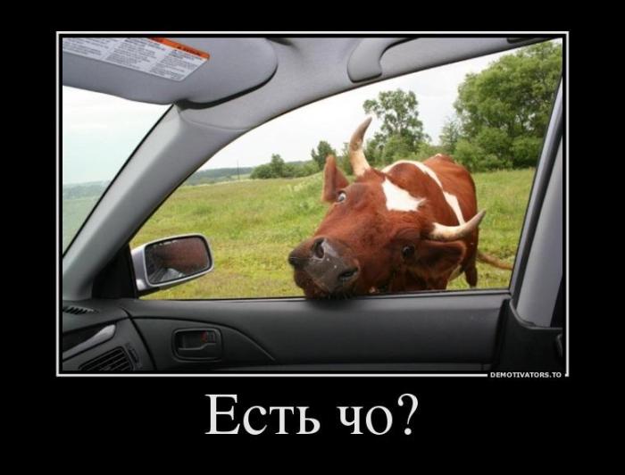 Демотиваторы (40 фото)