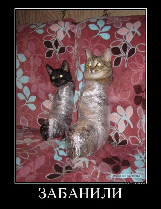 Демотиваторы (40 фото)