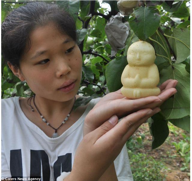 Груши в форме Будды (7 фото)