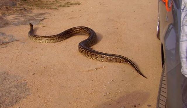 Залез погреться (6 фото)