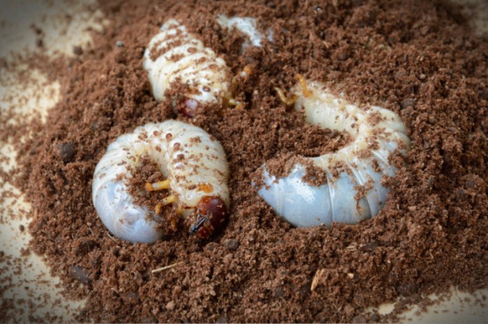 10 странных медицинских практик из прошлого, которые, к счастью, были заброшены