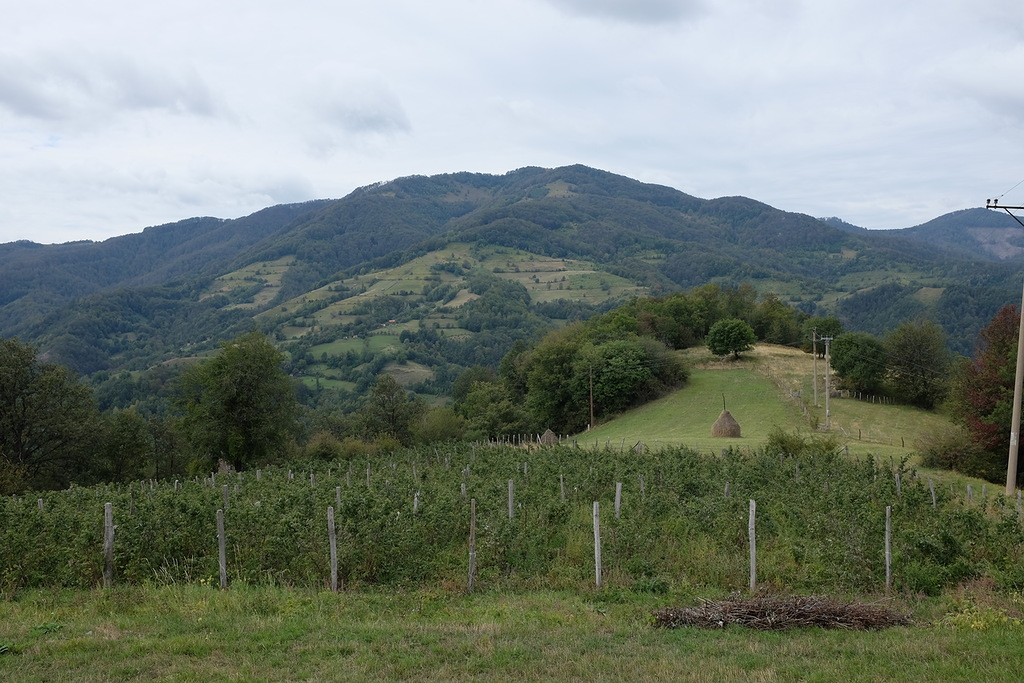 Деревня Эмира Кустурицы