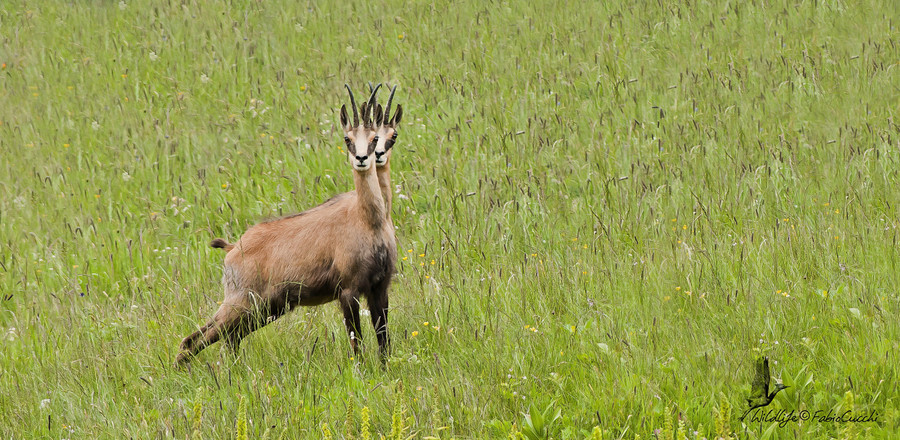 Иллюзии в фотографиях: кадры, на которые придётся посмотреть дважды (44 фото)