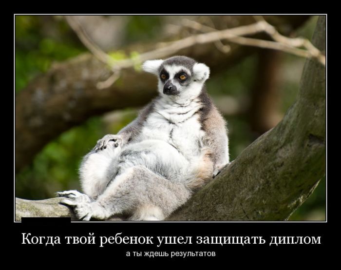 Демотиваторы