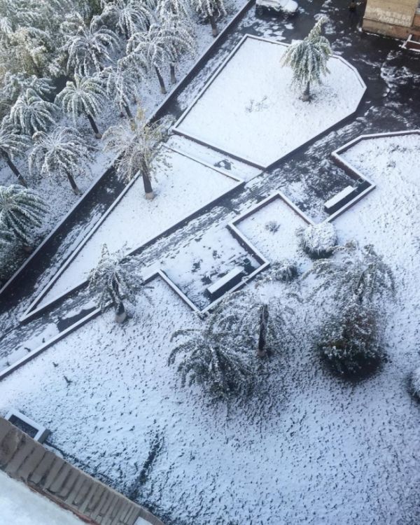 Первый снегопад в Омске «превратил» деревья в пальмы