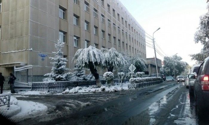 Первый снегопад в Омске «превратил» деревья в пальмы