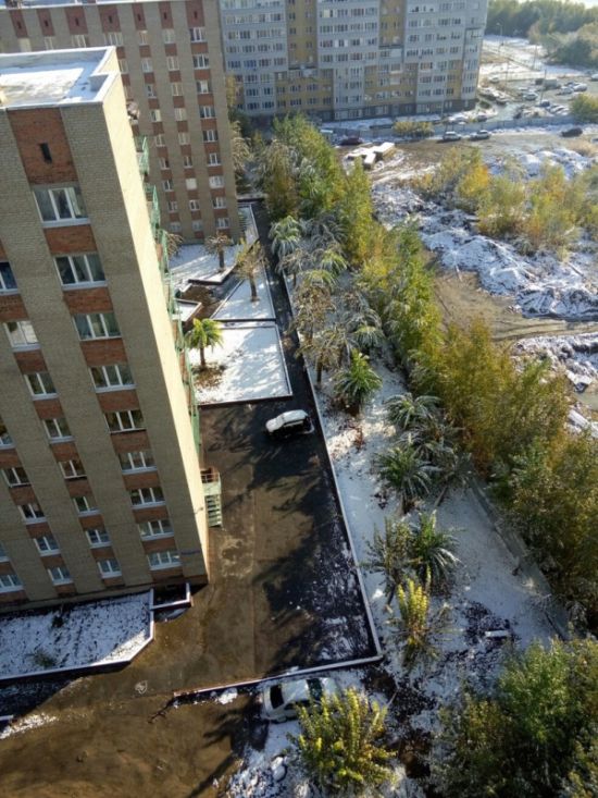 Первый снегопад в Омске «превратил» деревья в пальмы