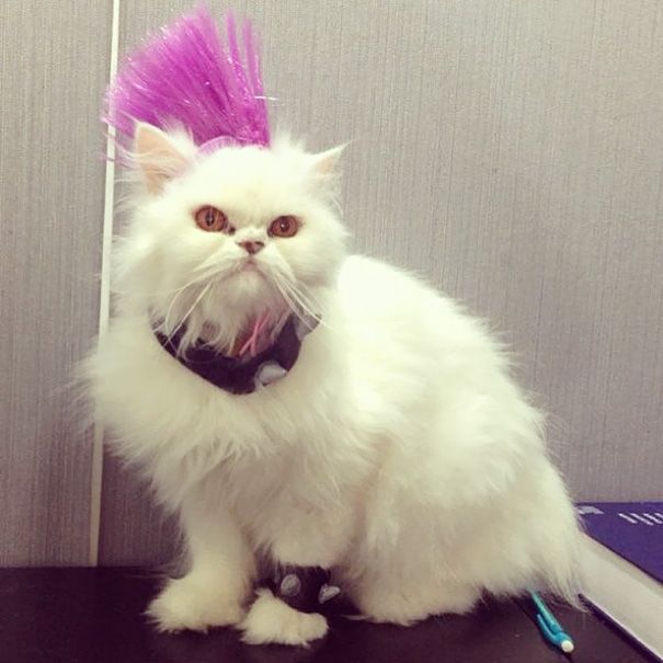 Оригинальные наряды для кошек на Хэллоуин