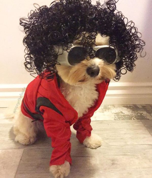 Оригинальные наряды для кошек на Хэллоуин