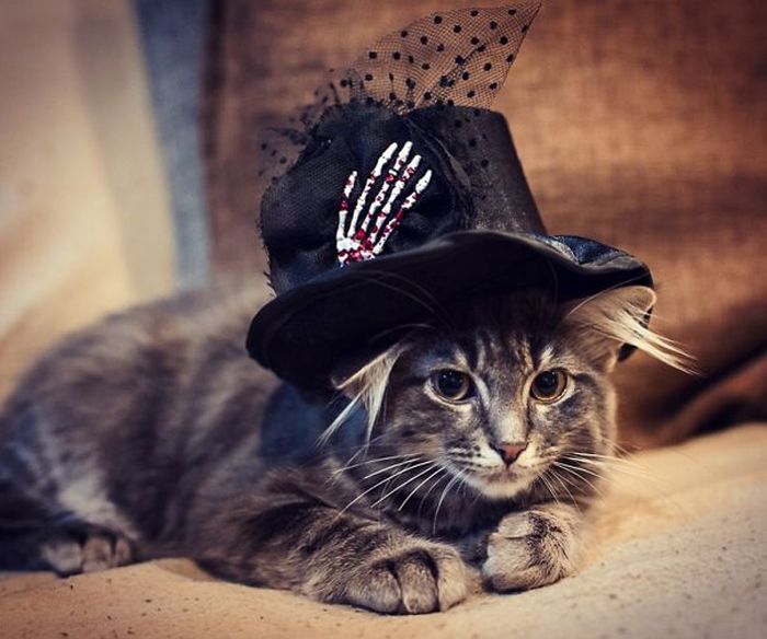 Оригинальные наряды для кошек на Хэллоуин