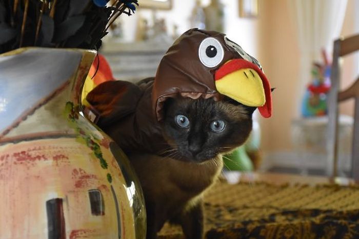 Оригинальные наряды для кошек на Хэллоуин