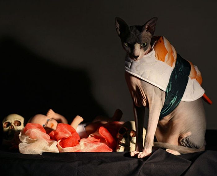 Оригинальные наряды для кошек на Хэллоуин