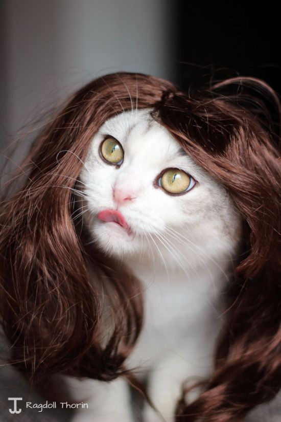 Оригинальные наряды для кошек на Хэллоуин