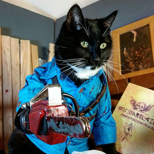 Оригинальные наряды для кошек на Хэллоуин
