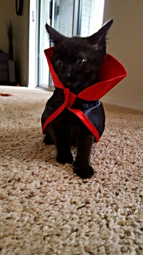 Оригинальные наряды для кошек на Хэллоуин