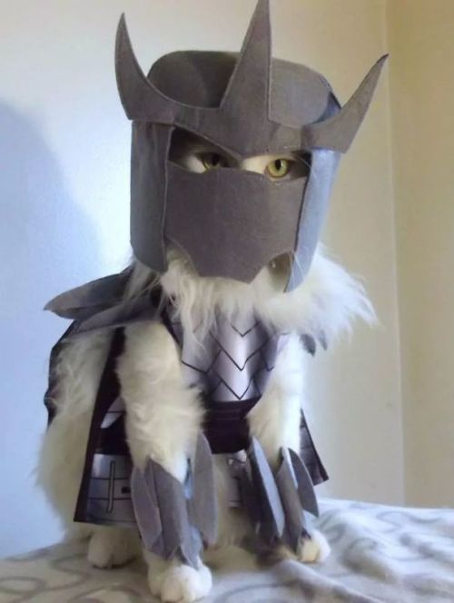 Оригинальные наряды для кошек на Хэллоуин