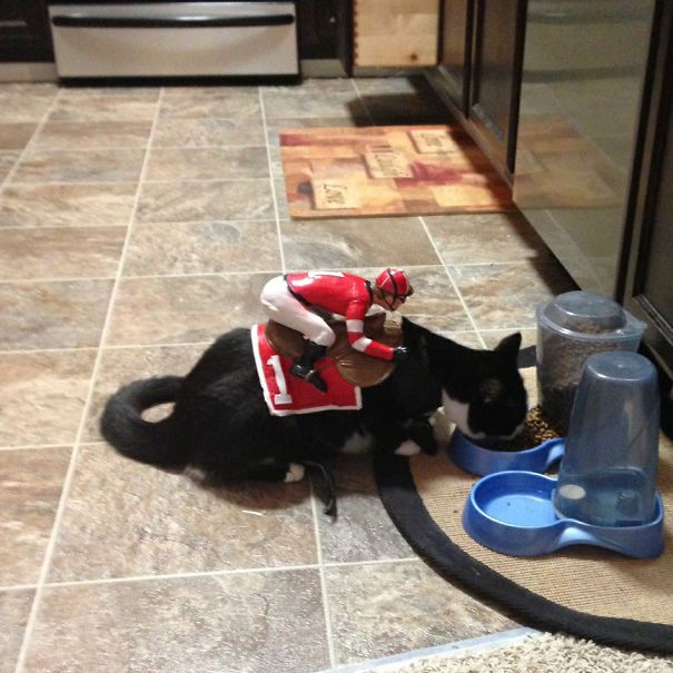 Оригинальные наряды для кошек на Хэллоуин