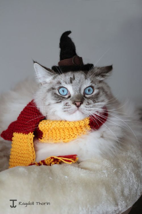 Оригинальные наряды для кошек на Хэллоуин