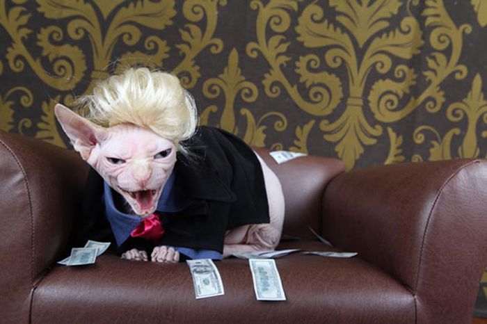 Оригинальные наряды для кошек на Хэллоуин