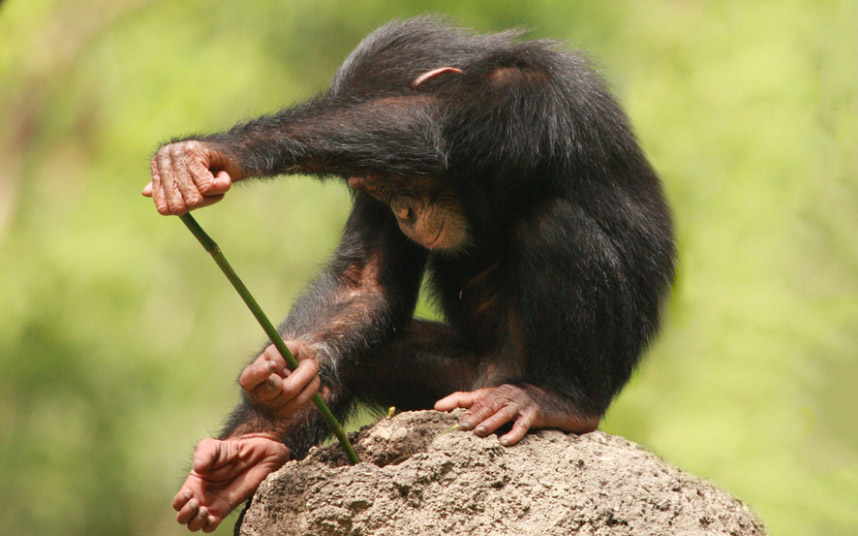 Животные в фотографиях