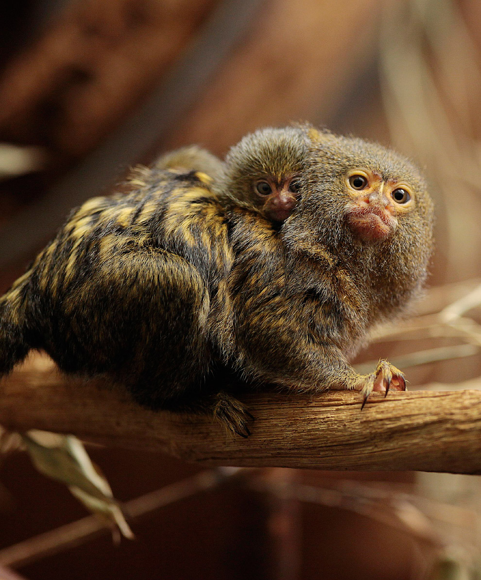 Животные в фотографиях
