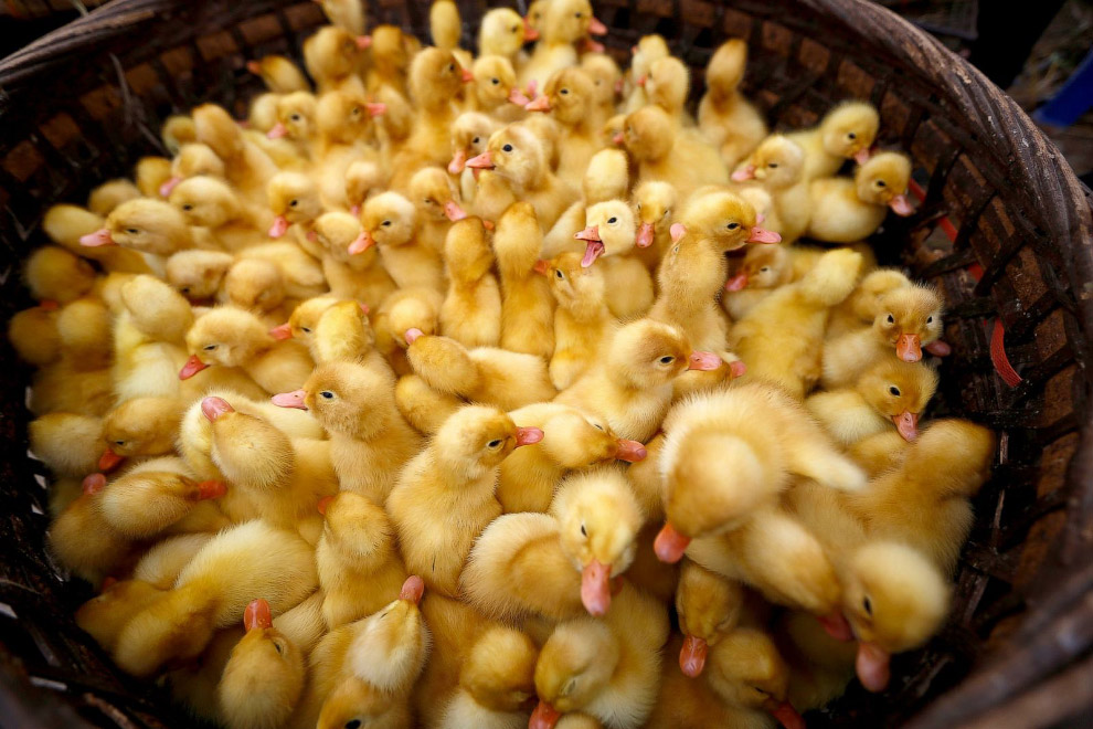 Животные в фотографиях