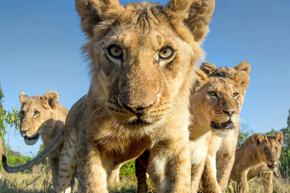 Животные в фотографиях