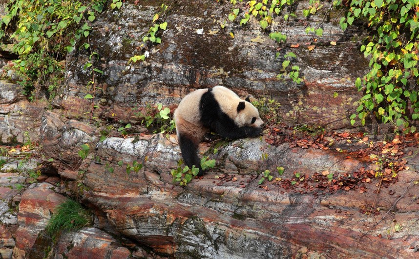 Животные в фотографиях