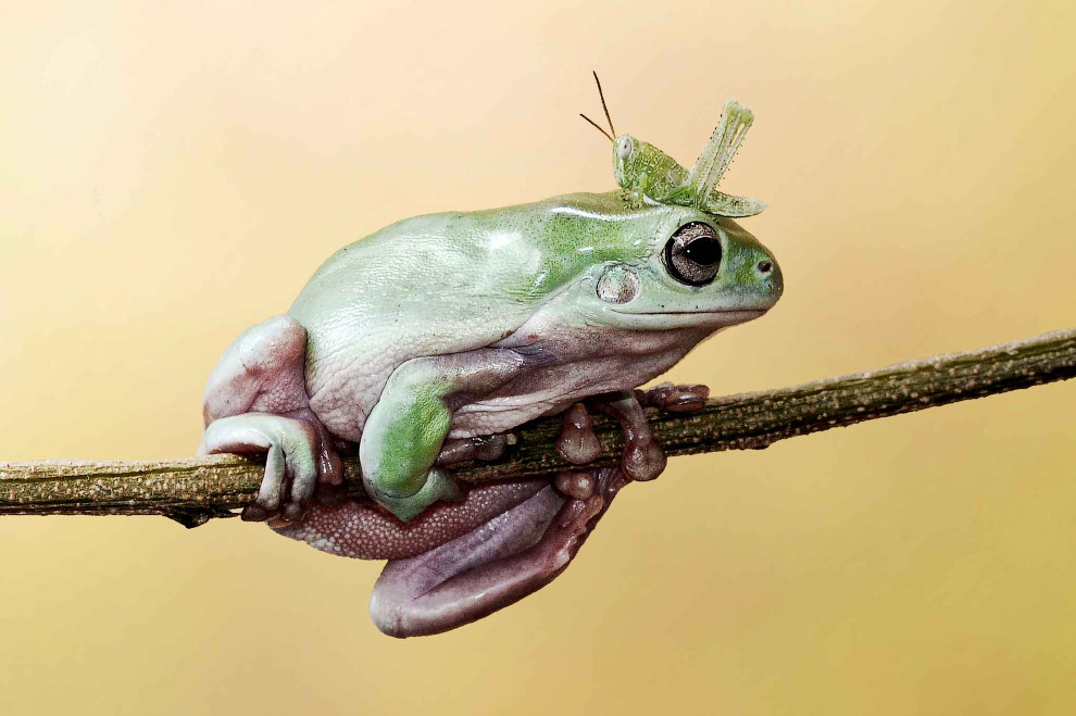 Животные в фотографиях