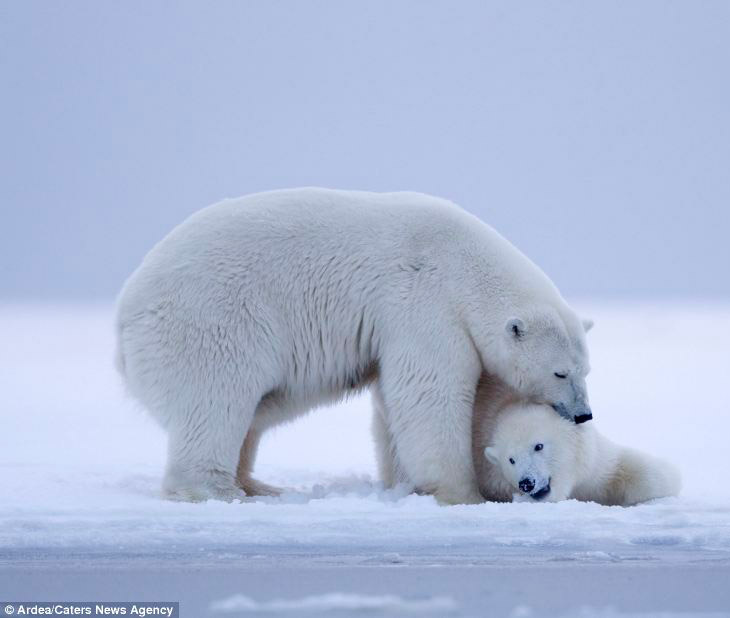 Белые медведи и закат на Аляске Белые медведи и закат на Аляске