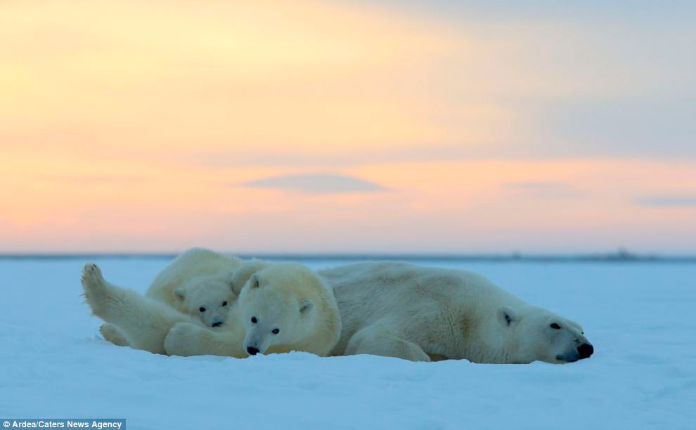 Белые медведи и закат на Аляске Белые медведи и закат на Аляске