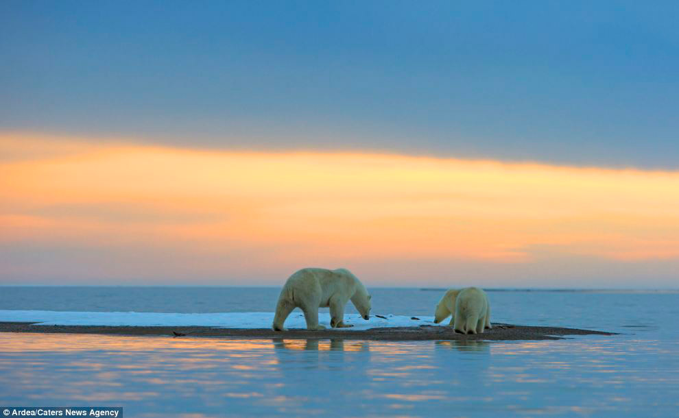 Белые медведи и закат на Аляске Белые медведи и закат на Аляске