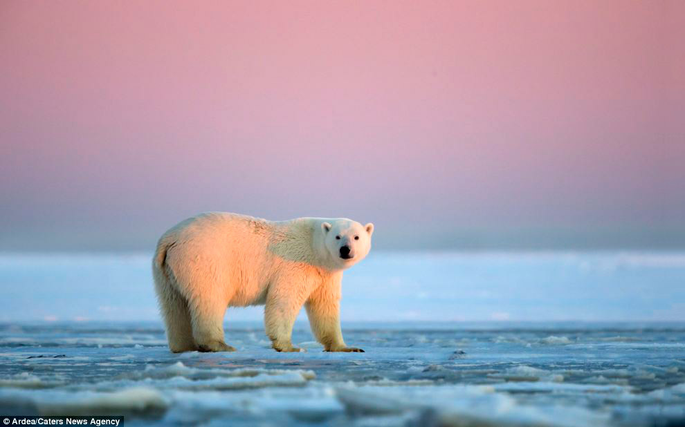 Белые медведи и закат на Аляске Белые медведи и закат на Аляске