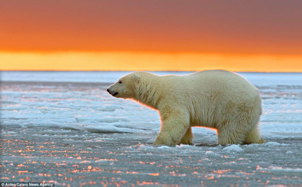 Белые медведи и закат на Аляске Белые медведи и закат на Аляске