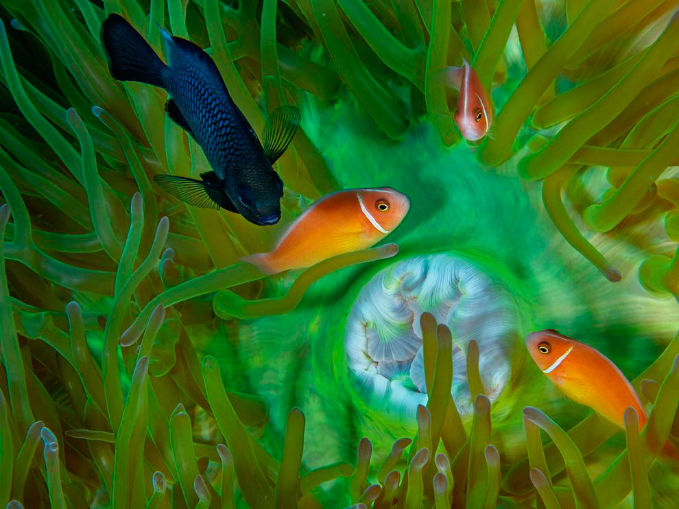 National Geographic: лучшие фотографии декабря