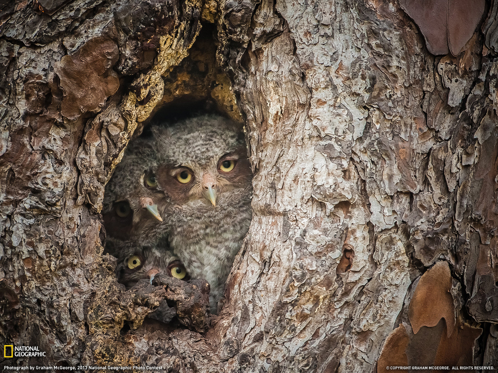 National Geographic: лучшие фотографии декабря