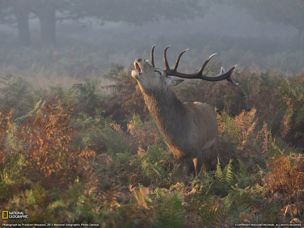 National Geographic: лучшие фотографии декабря