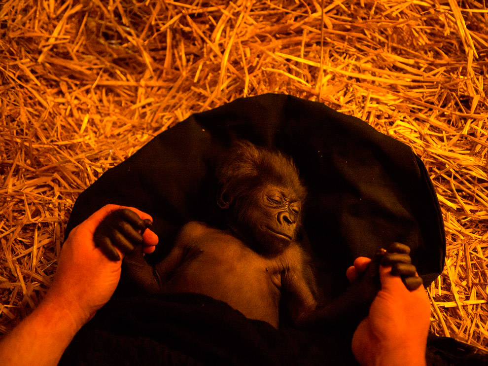 National Geographic: лучшие фотографии декабря