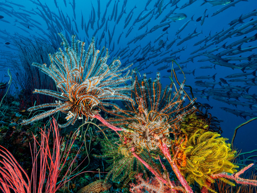 National Geographic: лучшие фотографии декабря