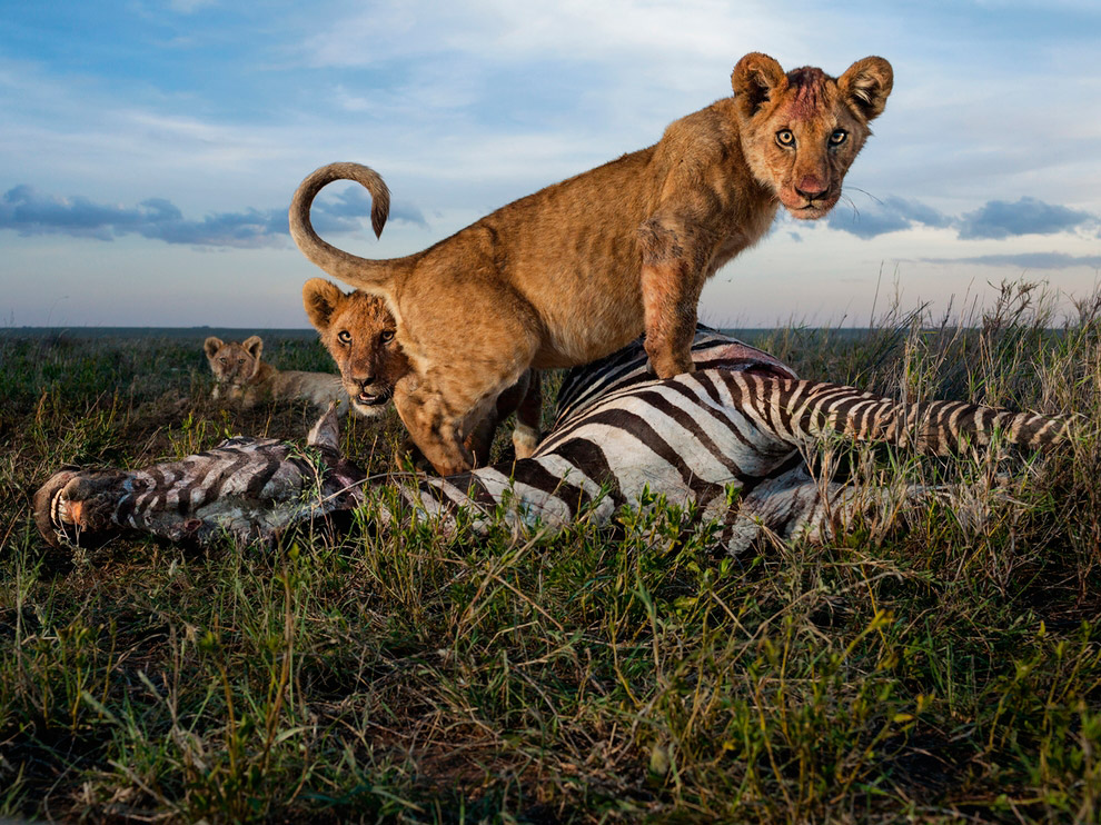National Geographic: лучшие фотографии декабря