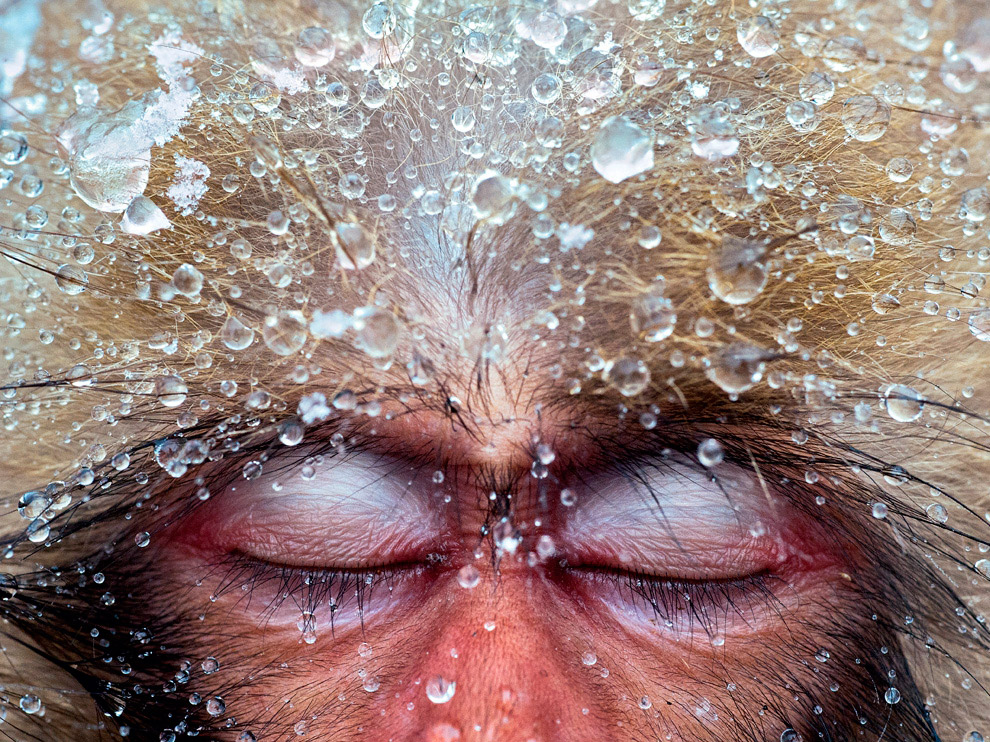 National Geographic: лучшие фотографии декабря