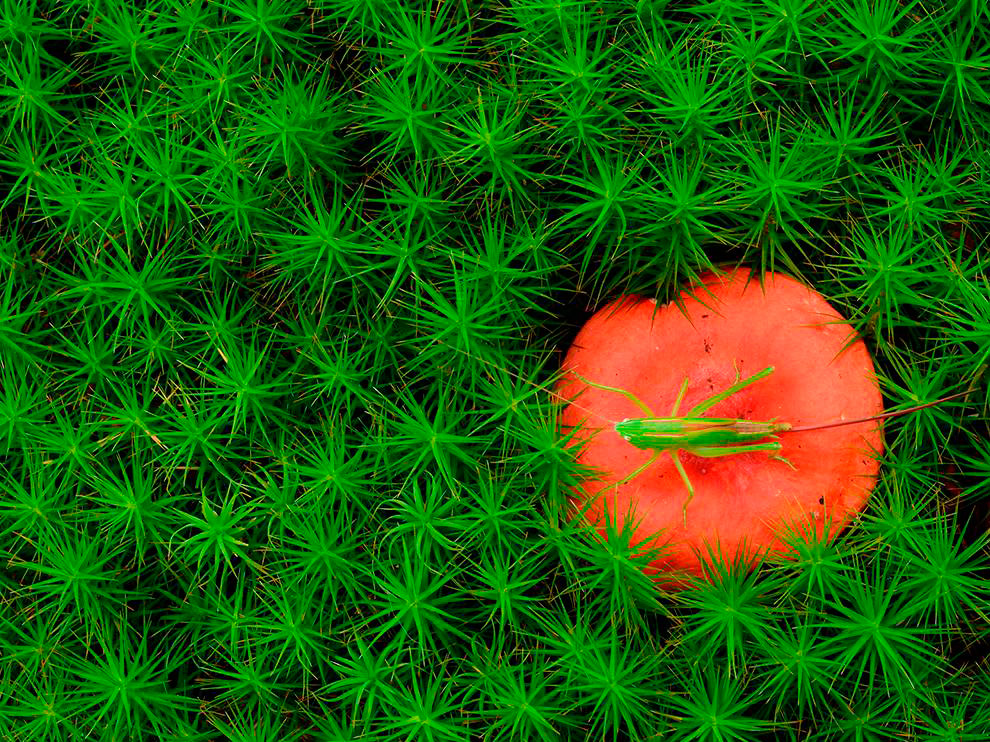 National Geographic: лучшие фотографии декабря