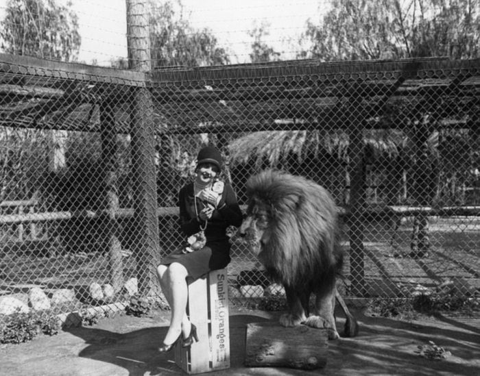 Львиная ферма в Калифорнии