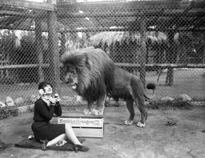 Львиная ферма в Калифорнии